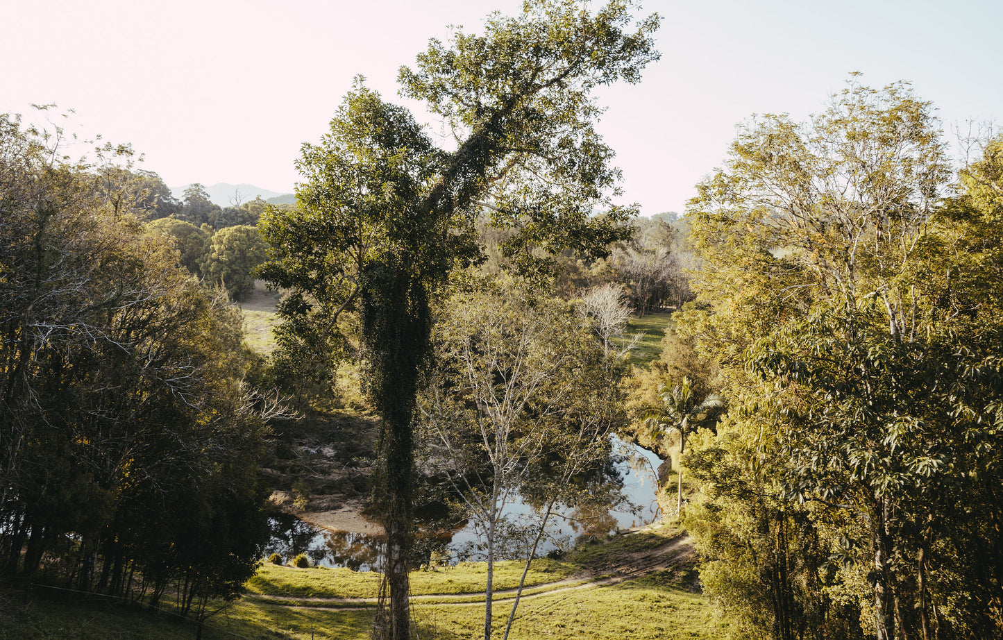 TALLOWWOOD